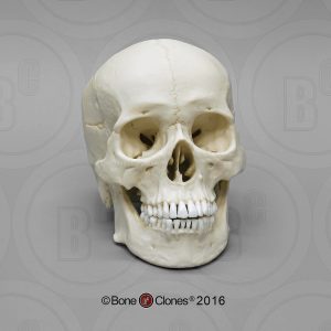 Schedelmodel Aziatische Man