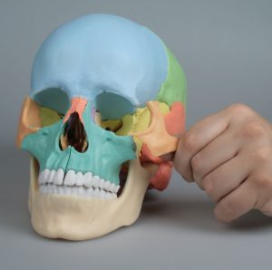 Osteopathie Schedel, 22-delig, Didactisch
