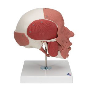 Schedel met gelaatsspieren