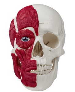 Schedelmodel met Spieren