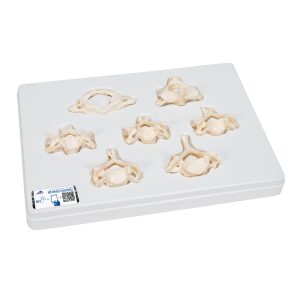 Set van 7 losse cervicale wervels, BONElike