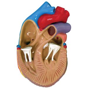 3 mini hart set + infokaart