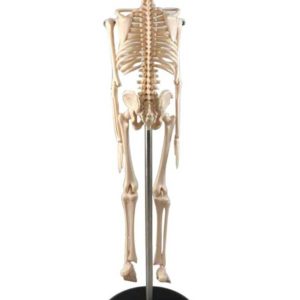 Mini Skelet Model 42 cm