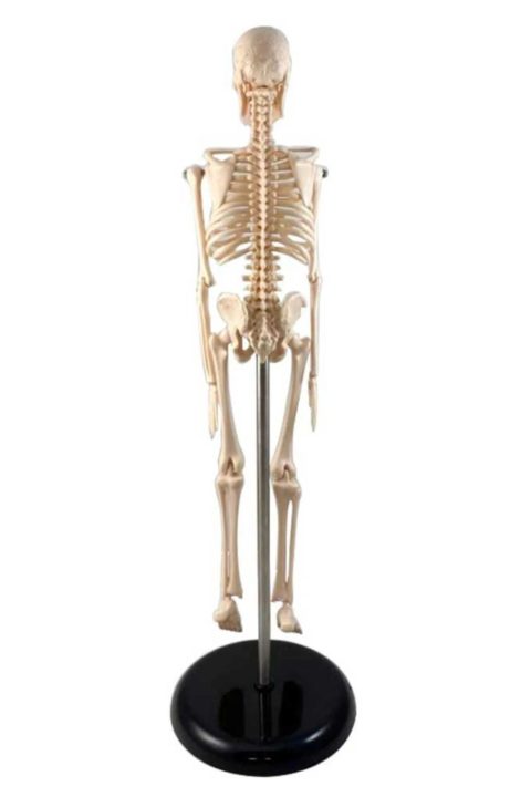 Mini Skelet Model 42 cm