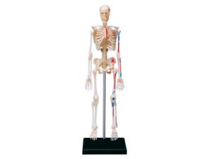 4D Skelet Model, 46-delig, 19 cm