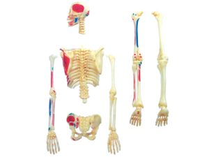 4D Skelet Model, 46-delig, 19 cm