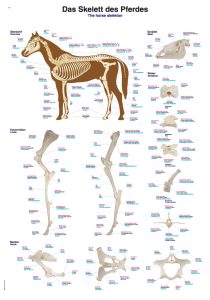 Anatomie Poster Paard Skelet, 70 x 100 cm, Kunststof