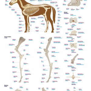 Anatomie Poster Paard Skelet, 70 x 100 cm, Kunststof
