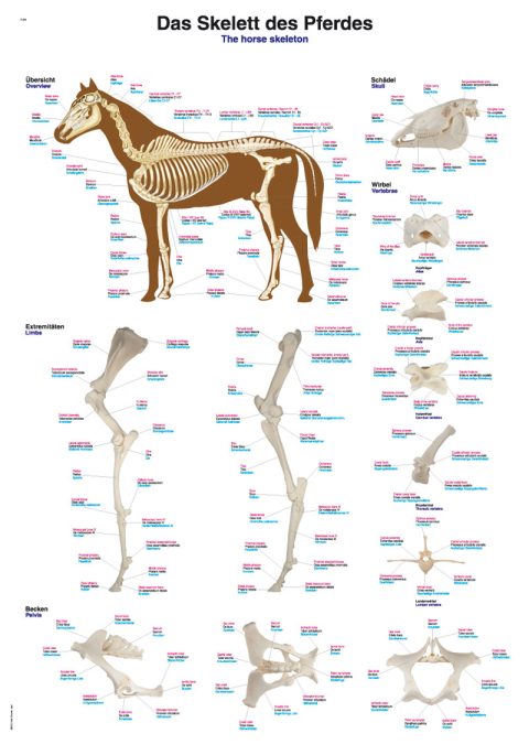 Anatomie Poster Paard Skelet, 70 x 100 cm, Kunststof
