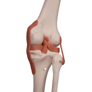 Skeletmodel met Ligamenten
