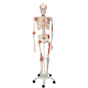 Flex skelet spieraanhechtingsplaatsen & ligamenten