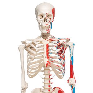Skelet met Spieraanduiding, 170 cm