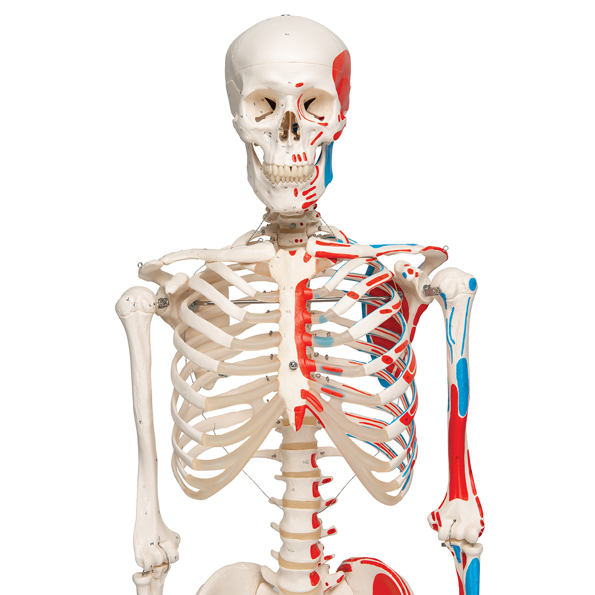 Skelet met Spieraanduiding, 170 cm