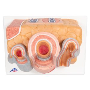 Micro anatomie slagader en ader