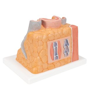 Micro anatomie slagader en ader