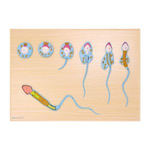 Sperma Ontwikkelingsmodel