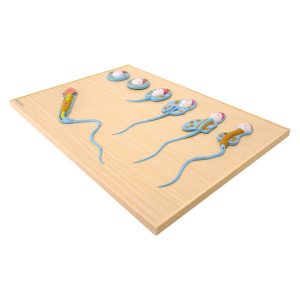 Sperma Ontwikkelingsmodel
