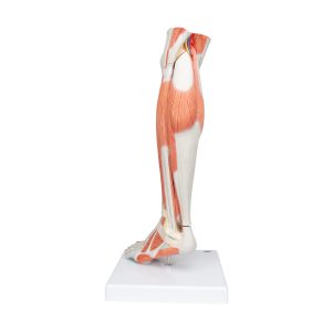 Spiermodel Onderbeen met knie, 3-delig