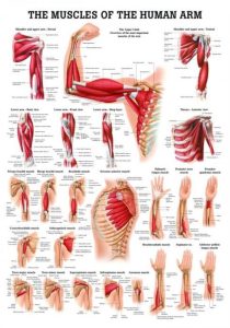 Spieren Poster Arm