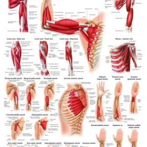 Spieren Poster Arm