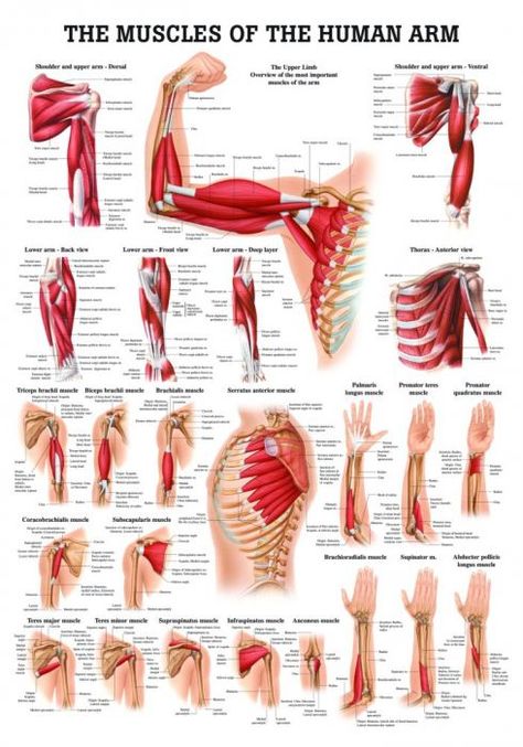 Spieren Poster Arm