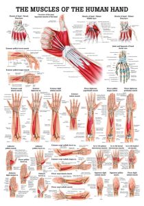 Spieren Poster Hand