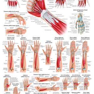 Spieren Poster Hand