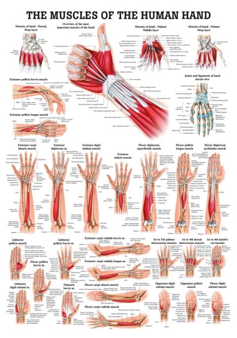 Spieren Poster Hand