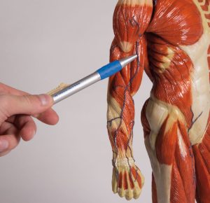 Spiermodel, 62 cm hoog