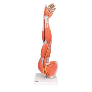 Arm, spiermodel, 6-delig