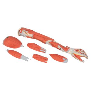 Arm, spiermodel, 6-delig