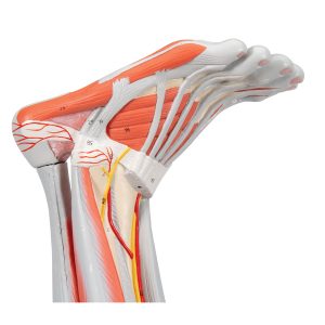 Anatomisch model van de beenspieren, 9-delig.