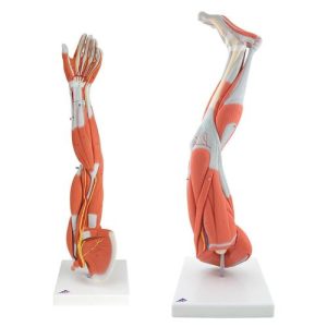 Spiermodellen Set Arm en Been