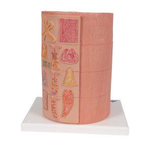 Spijsverteringsysteem, micro-anatomie