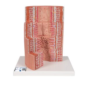 Spijsverteringsysteem, micro-anatomie
