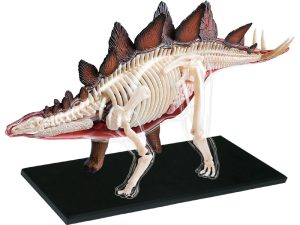 4D Stegosaurus Model