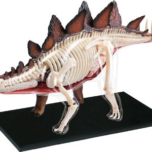 4D Stegosaurus Model