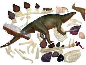 4D Stegosaurus Model