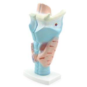 Anatomisch Model Strottenhoofd, Budget