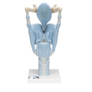 Functioneel Larynx model, 3x vergroot