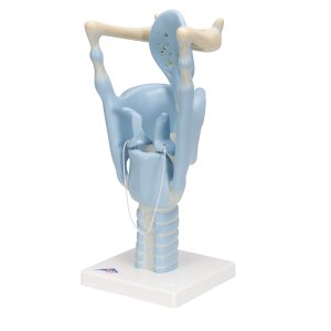 Functioneel Larynx model, 3x vergroot