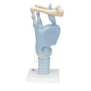 Functioneel Larynx model, 3x vergroot