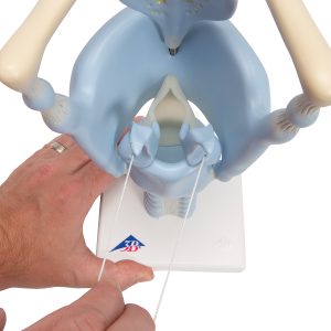 Functioneel Larynx model, 3x vergroot