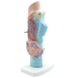 Anatomisch Model Strottenhoofd, Budget