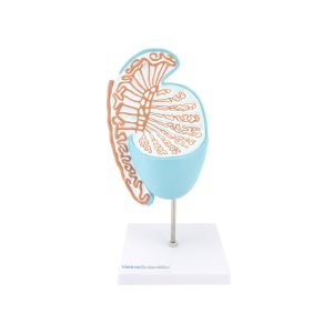 Testikel en Epididymis Model