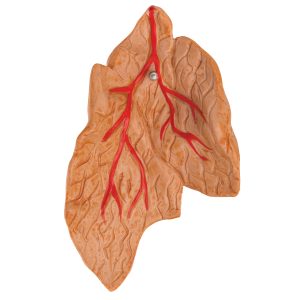 Klassiek hartmodel met thymus