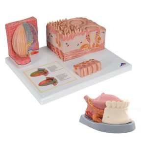 Tong Modellen Set