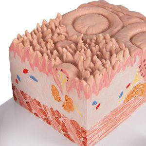 Tong micro-anatomie model