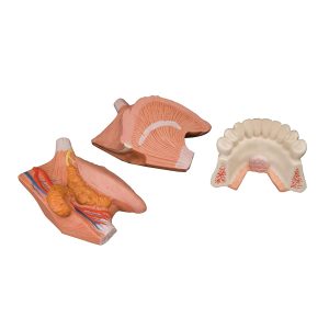 Tongmodel 2,5x vergroot, 4-delig