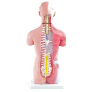 Budget Torsomodel, 45 cm, 18-delig